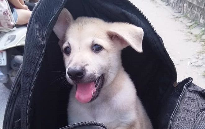 Dân mạng thích thú với hình ảnh cô nàng cùng chú chó đi phượt Bắc Ninh - Hà Nội bằng xe đạp