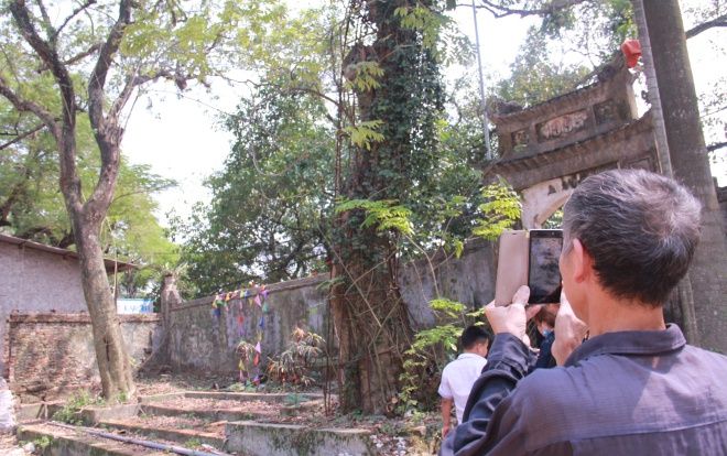 Người dân nhiều nơi đến chụp ảnh check-in ‘cụ sưa’ từng được đại gia trả giá trăm tỷ ở Hà Nội