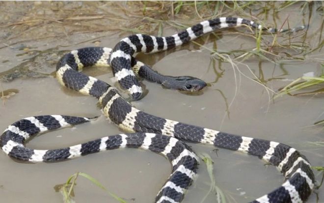 'Đầu tư' hẳn rắn cạp nia về cho cắn để tự tử, người đàn ông nhận kết quả ngoài dự tính