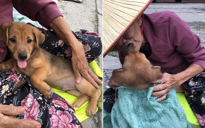 Câu chuyện đằng sau nụ hôn từ biệt của cụ già và chú chó khiến bao người xúc động