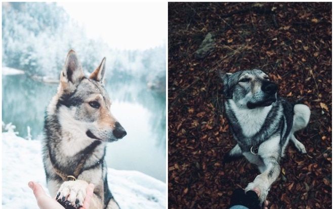 Tan chảy với bộ ảnh siêu chất cho thấy 'người yêu có thể không có những chó nhất định phải có 1 con'