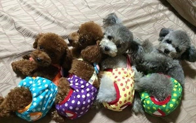 Than thở vì chị gái mê mẩn nuôi cả đàn chục con chó, cô nàng không ngờ lại có người quan tâm đến bà chị