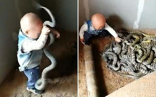 Hãi hùng cảnh bé trai chơi đùa với đàn rắn, bố mẹ đứng ngoài cổ vũ
