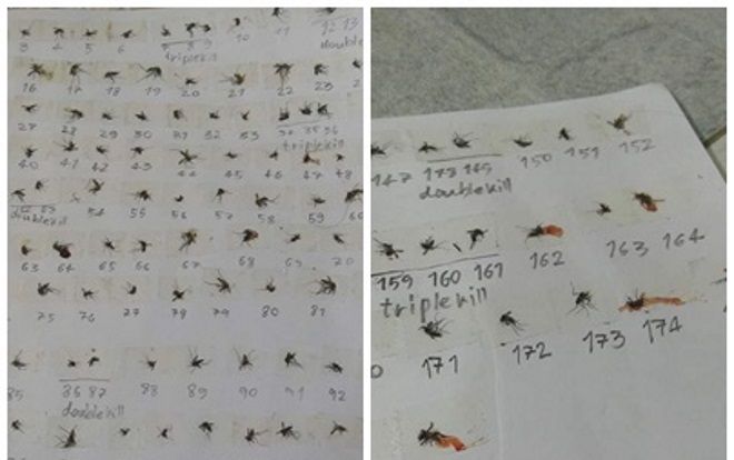 Chết cười cảnh 20/10 không có crush, nam sinh ngồi nhà làm 'dũng sĩ diệt muỗi'