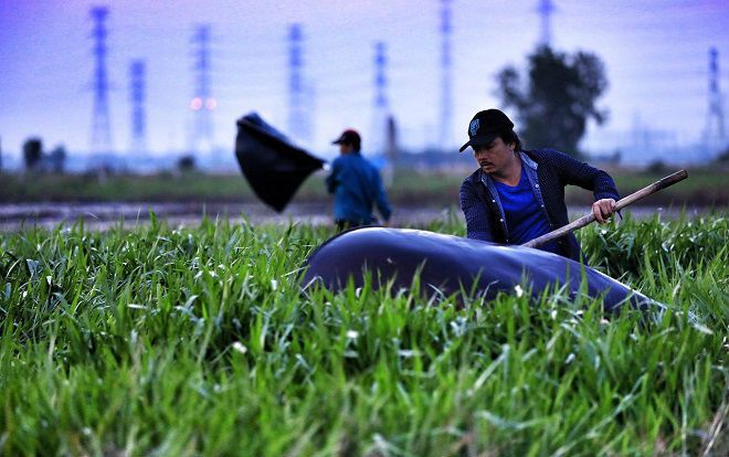 Vợt cào cào từ chiều đến đêm kiếm tiền triệu ở Sài Gòn