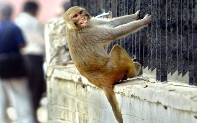 Gia đình đòi kiện con khỉ ném đá tới tấp khiến người đàn ông chết tức tưởi