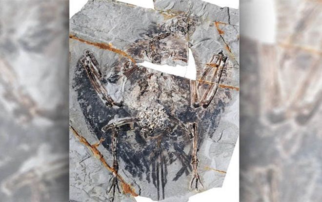 Phát hiện lá phổi chim cổ đại còn nguyên vẹn sau 120 triệu năm