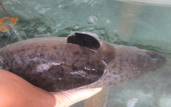 Dân Con Cuông hiếu kỳ kéo nhau đi xem cá chình khổng lồ hiếm gặp