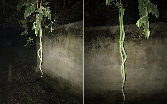 Đứng tim khi thấy cặp 'rắn' vắt vẻo trên dàn mướp giữa đêm khuya