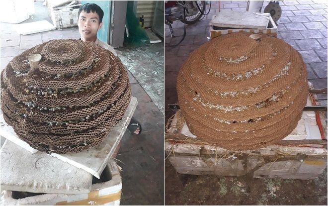 Choáng với tổ ong rừng có độc tố cực mạnh siêu khủng nặng tới 35kg đắt giá của thanh niên Nghệ An