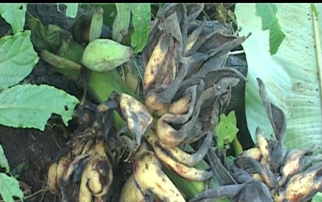 Đàn khỉ kéo về phá nát vườn chuối của dân