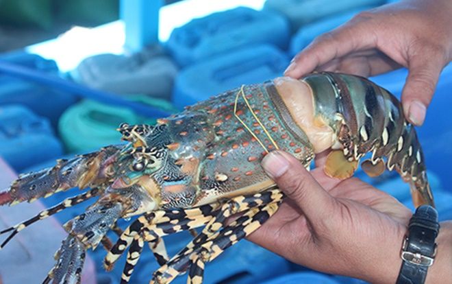 Tôm hùm chết, người dân ở Khánh Hòa lỗ tiền tỷ