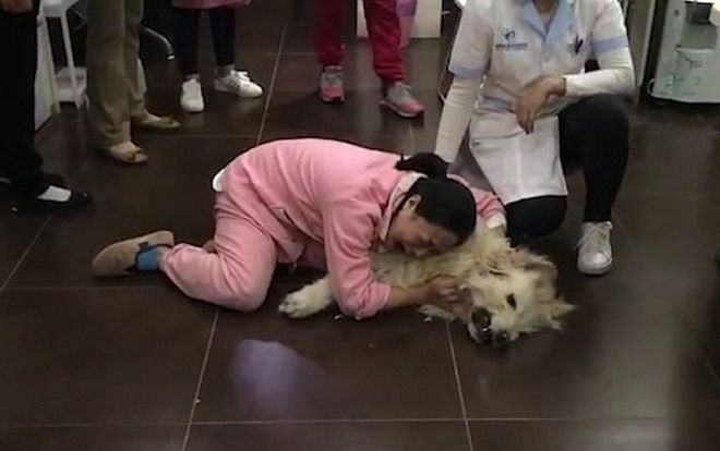 Cô gái trẻ khóc lóc thảm thiết vì chú chó cưng vừa đưa từ Mỹ về đã bị hàng xóm đánh bả chết