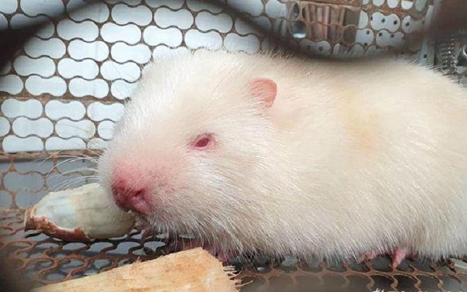 Nghệ An: Dúi bạch tạng quý hiếm, nặng 1,5kg toàn thân trắng toát