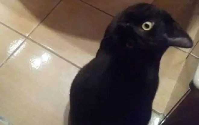 Con mèo đen 'lừa' cả thế giới bằng khả năng ngụy trang ngoạn mục, đến cả Google cũng hoa mắt