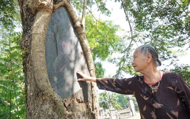 Công an xã lập chốt ngày đêm bảo vệ 3 'cụ sưa' quý hơn 100 tuổi từng được thương lái trả giá 60 tỷ/cây ở Hà Nội