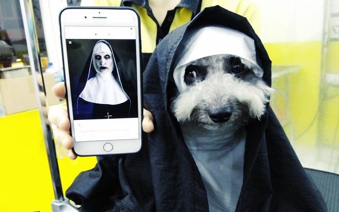 Hậu Halloween, bức ảnh chú chó hóa thân thành ma sơ Valak vẫn khiến dân tình phát cuồng