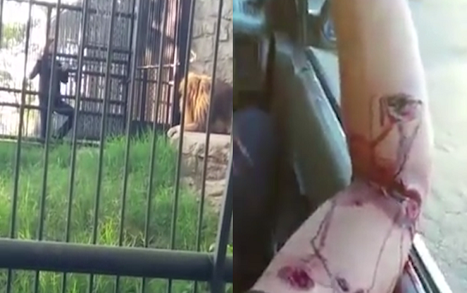 Cố gắng vuốt ve sư tử, người đàn ông say xỉn nhận cái kết kinh hoàng