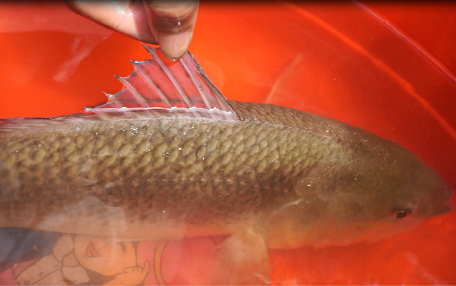 Xôn xao người dân Đà Nẵng đổ xô đến xem cá lạ nghi sủ vàng cực quý hiếm