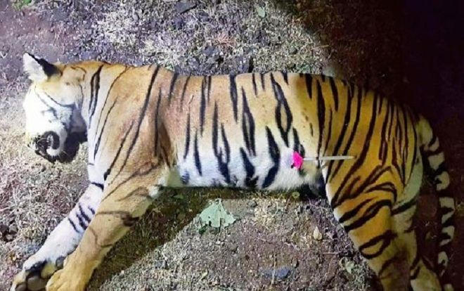 Con hổ giết 13 mạng người tại Ấn Độ chính thức bị bắn chết