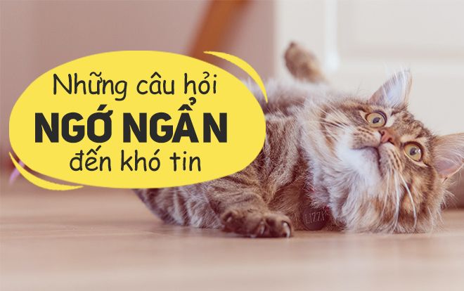 Tổng tập những câu nói 'ngớ ngẩn nhất quả đất' nghe xong ai cũng phải cười lăn lộn
