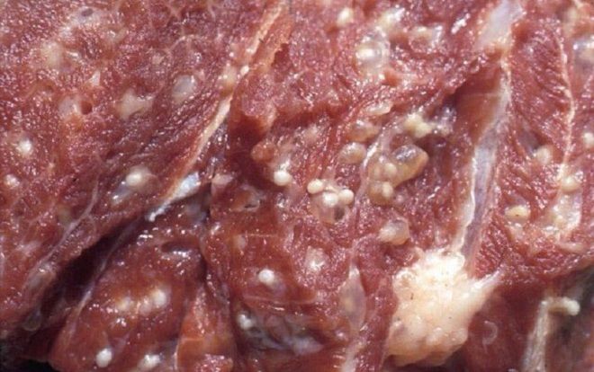 Cận cảnh miếng thịt đầy nang sán: Tới 70 ấu trùng/1kg thịt mà nhiều người vẫn vô tư ăn tái