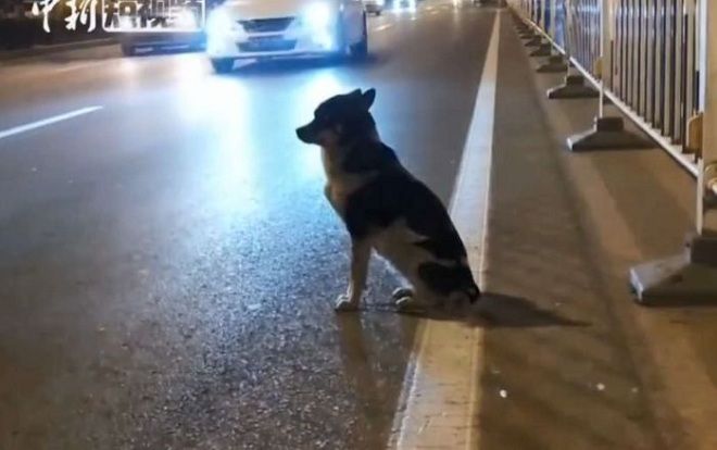 Chó trung thành ngồi ven đường đợi chủ đã chết vì tai nạn giao thông suốt 80 ngày
