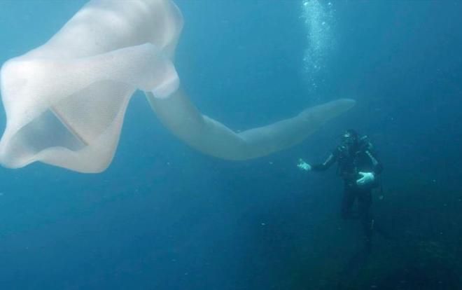 Giun biển ‘quái vật’ dài 8 m khiến thợ lặn choáng váng