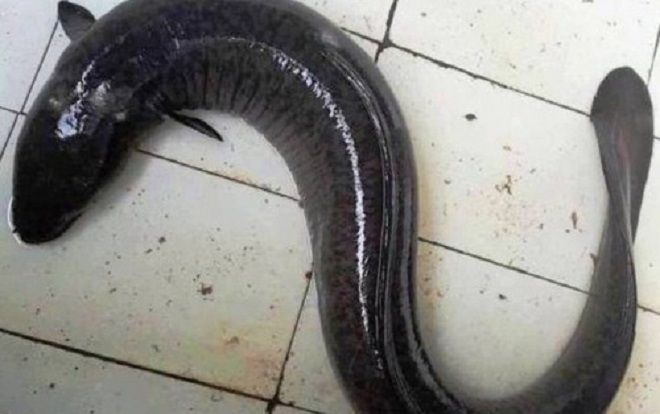 Đổ xô đến nhà hàng xem cá chình 'khủng' nặng 17kg ở Nghệ An