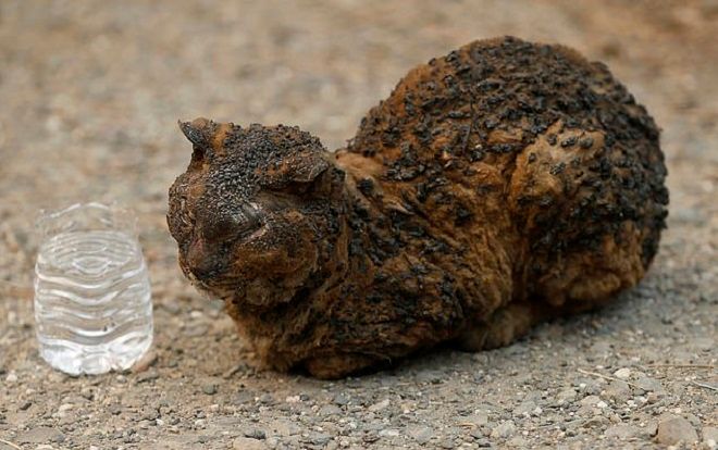 Cảnh tượng đau thương trong vụ cháy rừng ở California: Nhà cửa tan hoang, động vật bị thiêu chết