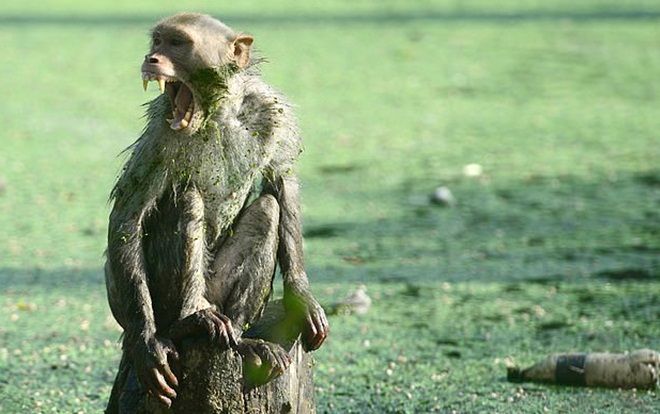 Khỉ xông vào nhà dân, cướp bé trai 12 ngày tuổi đang bú mẹ rồi tha đi đến chết