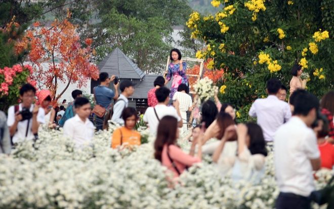 Biển người chen chân chụp ảnh, vườn cúc họa mi ở Hà Nội 'thất thủ' dịp cuối tuần