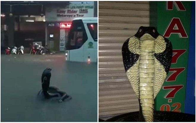 Rắn hổ mang bành to bằng người trưởng thành vô tư đứng 'thả hồn' giữa phố khiến người đi đường chết khiếp