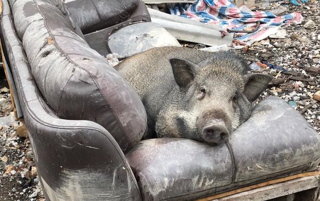 Chú heo 'số hưởng' cứ ăn no lại lên sofa nằm ngủ khiến dân mạng thích thú