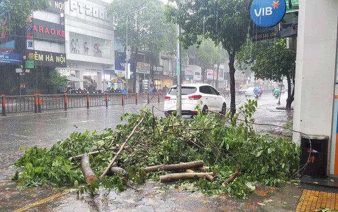 Cây xanh ngã đổ trong mưa bão, hai mẹ con may mắn thoát nạn ở Sài Gòn