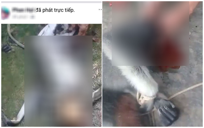 Xác minh danh tính 5 đối tượng giết khỉ rồi phát trực tiếp lên Facebook gây phẫn nộ