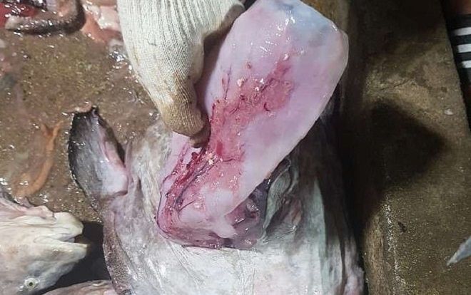 Phát hiện gây sốc bên trong bụng con cá thầy tu
