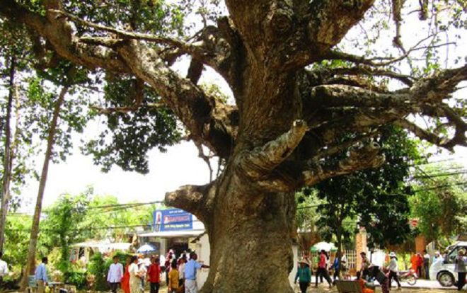 Điều chưa biết về 'cụ' cây dầu dù khổng lồ trên đất Trà Vinh