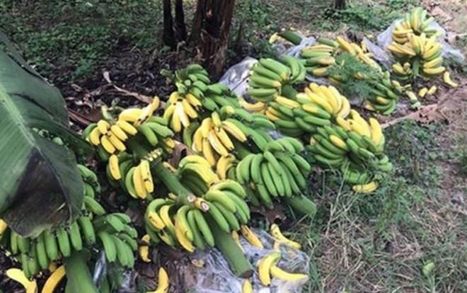 Vụ 3.000 buồng chuối bị phá hoại: Kẻ xấu có thể nhận mức án tới 20 năm tù