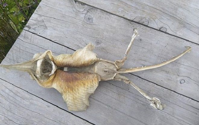 Phát hiện loài sinh vật 'ngoài hành tinh' tại bờ biển New Zealand