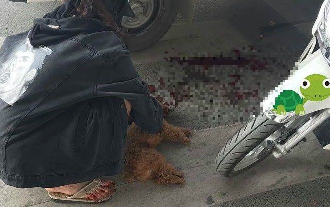Thấy chú chó cưng bất ngờ lao xuống đường bị xe cán chết, cô gái trẻ gào khóc mắng chửi tài xế 'có mắt như mù'