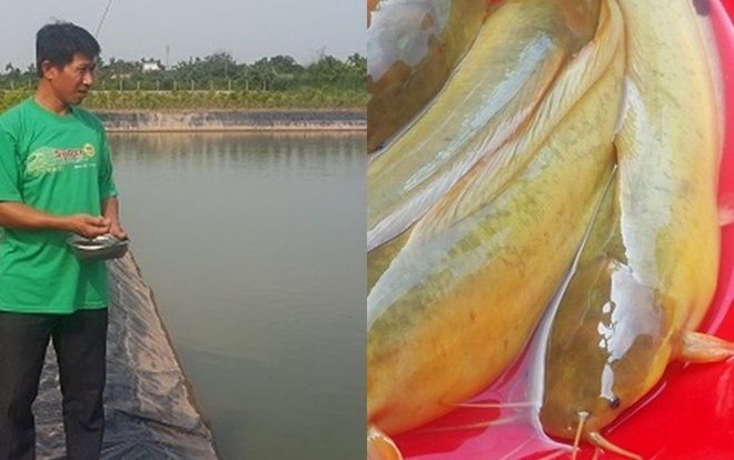 Nam Định: Đã mắt ngắm đàn cá vàng như nghệ, thu trăm triệu/năm