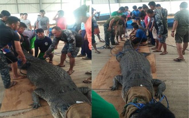 Bắt cá sấu nặng 500 kg nghi ăn thịt người