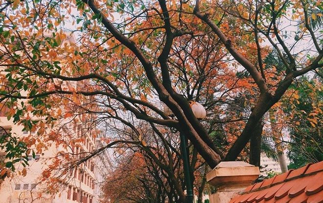 Nhân mùa phong lá đỏ, đi tìm những ngôi trường có mùa lá đổi màu đẹp nhất Việt Nam, lên hình xinh như ở trời Tây