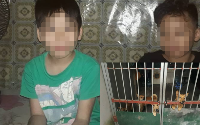 Đang đùa nghịch, bé trai 10 tuổi bị đàn chó nhà hàng xóm tấn công phải nhập viện
