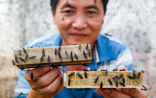 Trại nuôi ruồi lấy trứng thu hơn trăm triệu đồng mỗi tháng