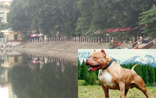 Đi tập thể dục quanh hồ, người đàn ông ở Hà Nội bị chó Pitbull 30kg lao ra tấn công kéo lê xuống mép nước chấn thương nặng