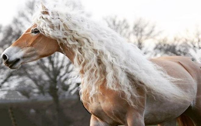 Nàng ngựa có ‘mái tóc’ xoăn vàng 'gây sốt' mạng xã hội