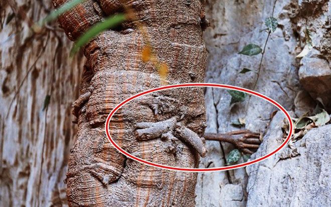 Cây bồ đề 3.000 năm tuổi mọc rễ giống 'bàn tay Phật'