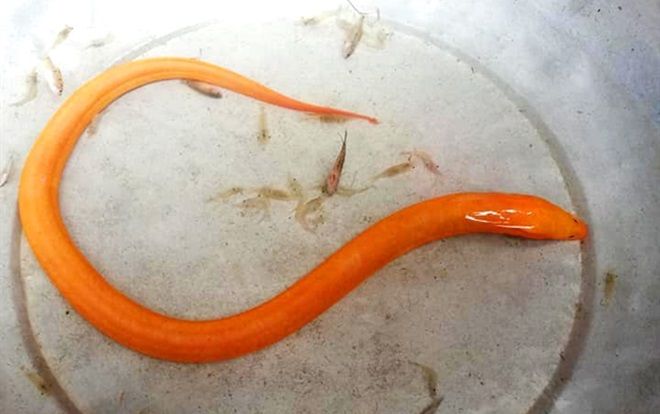 Bắt được lươn vàng dài nửa mét, được trả giá 75 triệu đồng